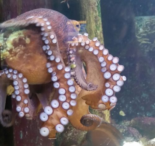 squid zoo aquarium