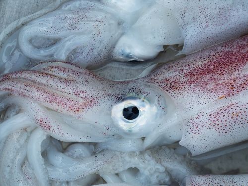 squid octopus eye
