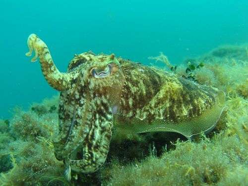 squid octopus underwater