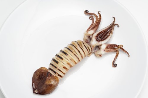 squid  sea  food