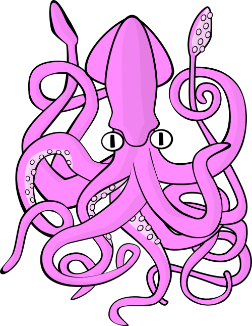 squid octopus animal