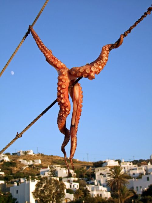 squid octopus fish