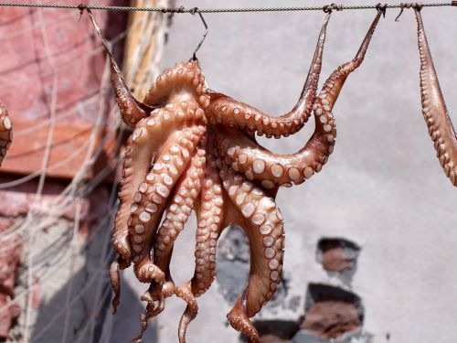 squid octopus fish