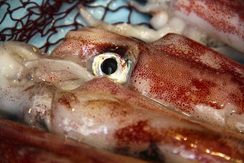 squid kalmar fish market
