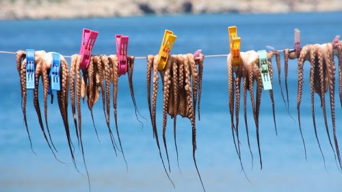 squids clothes line holiday