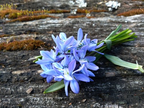 squill  spring  april