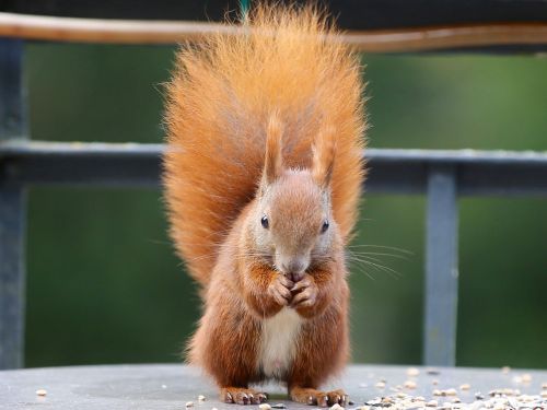 squirrel eichkater animal world