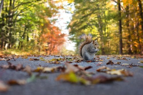 squirrel fall autumn