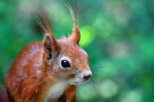 squirrel animals nature