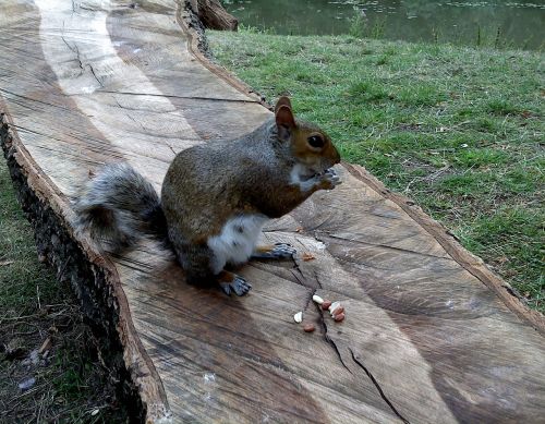 squirrel nature park