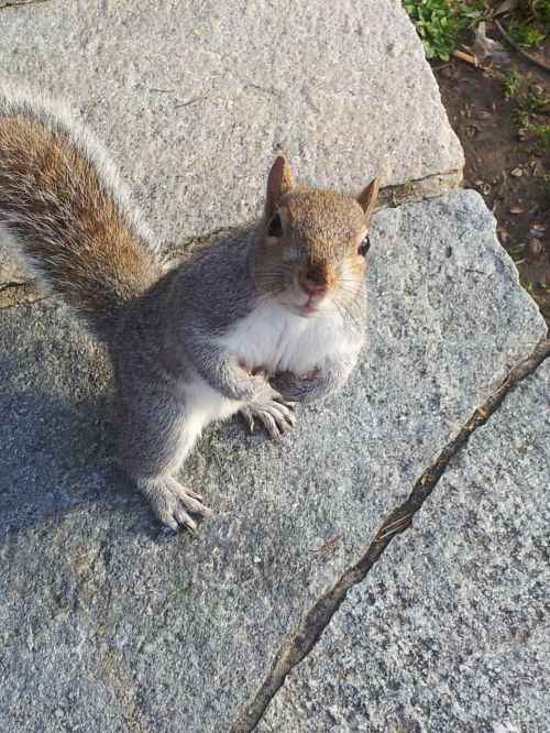 squirrel nature torino