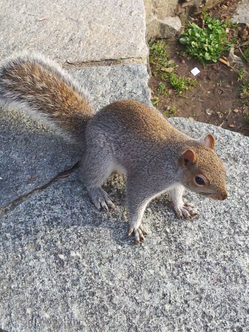 squirrel nature torino