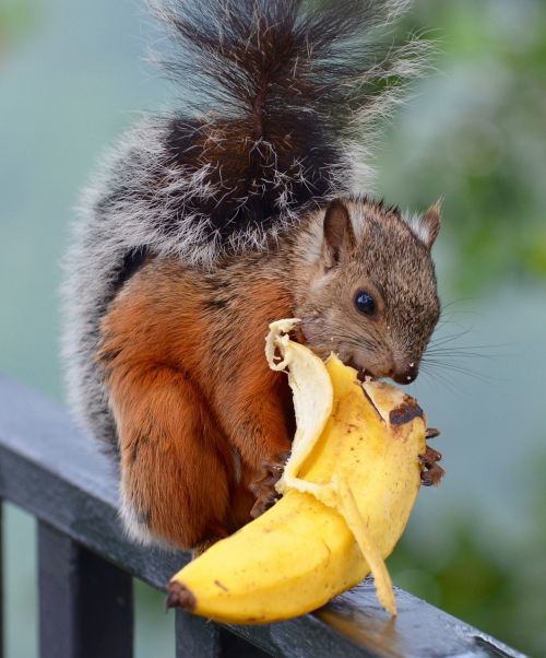 squirrel banana wildlife