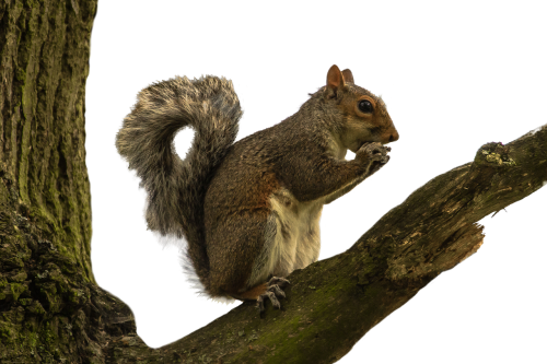 squirrel isolated white