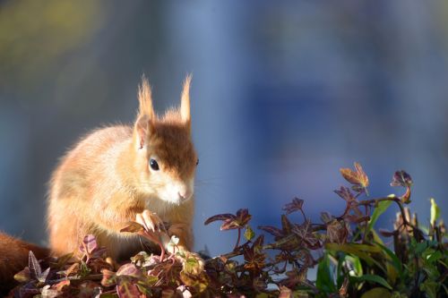 squirrel croissant autumn
