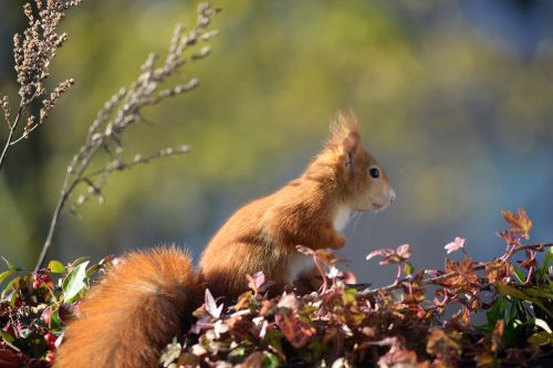 squirrel croissant balcony