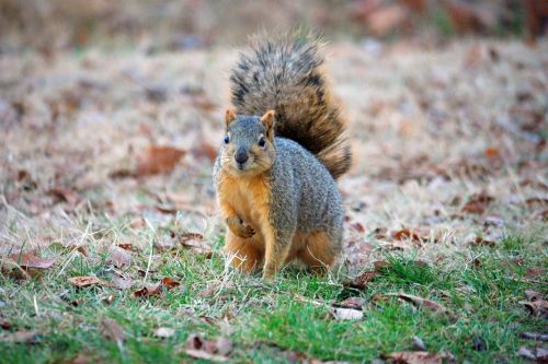 squirrel outdoor leaves