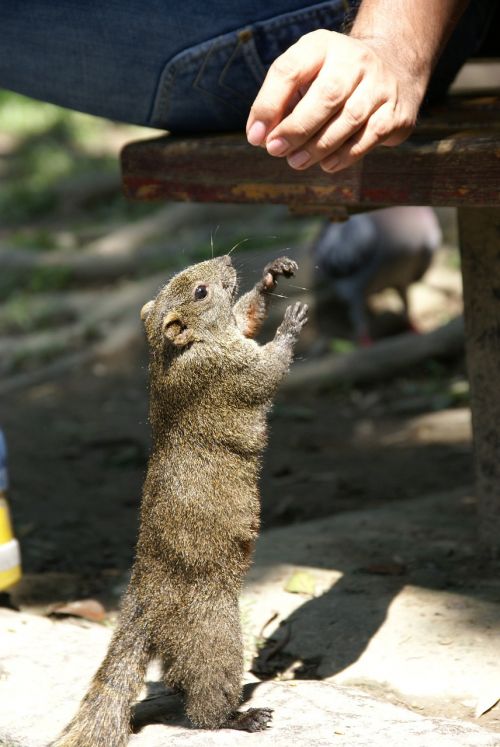 squirrel park nature