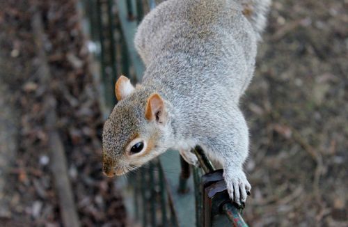 squirrel squirrels wildlife