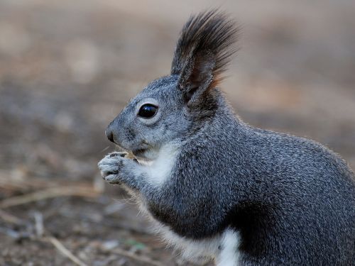 squirrel animal close-up