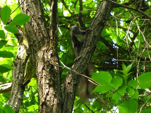 squirrel forest animal