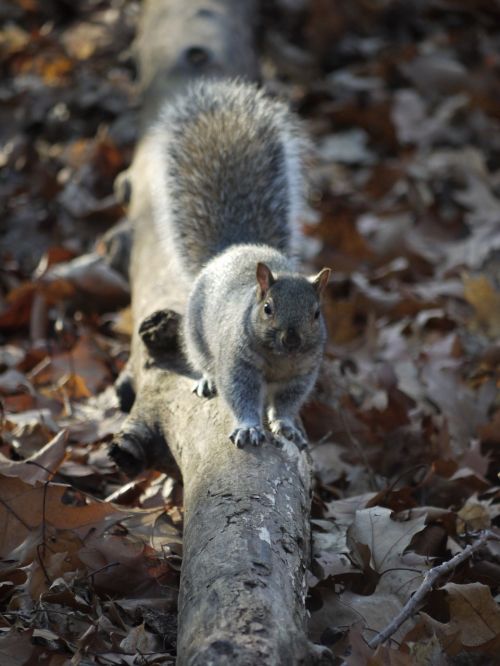 squirrel fall nature