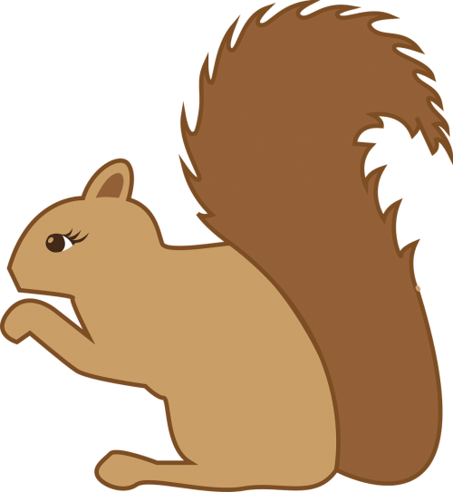 squirrel forest animal animal