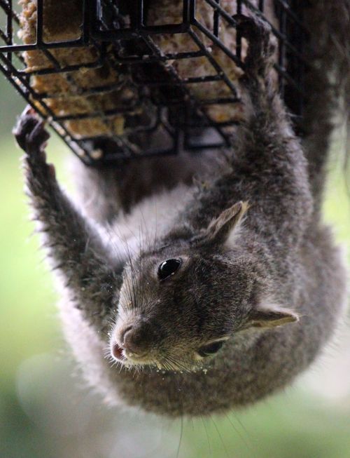 squirrel outdoor suet