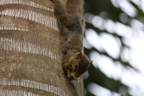 squirrel wild food