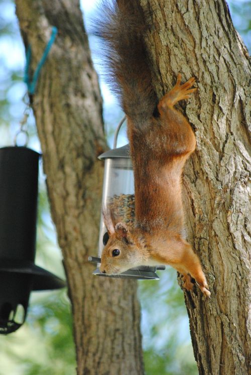 squirrel food thief bird food