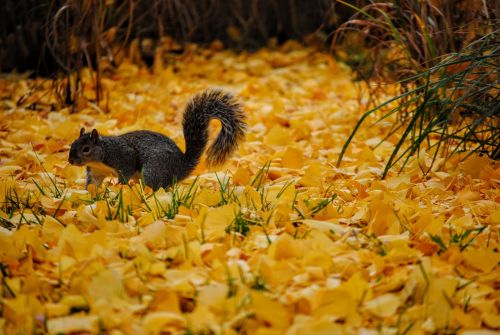 squirrel leaves autumn