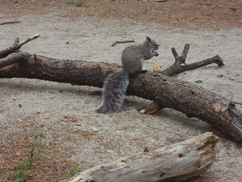 squirrel outside nature