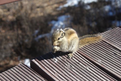 squirrel animal close-up