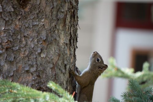 squirrel tree cute