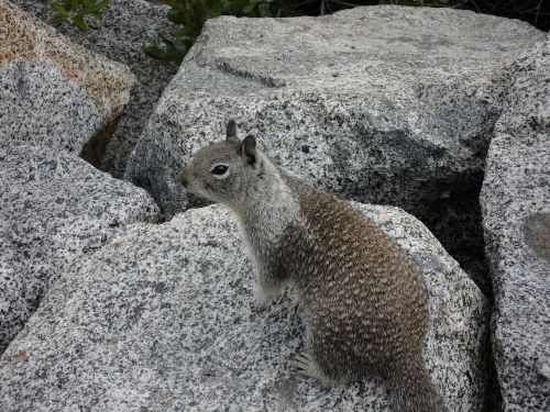 squirrel yosemite national park rock
