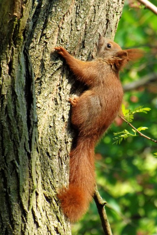 squirrel tree climb
