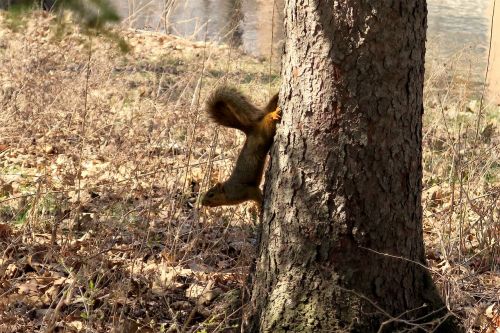 squirrel animal nature