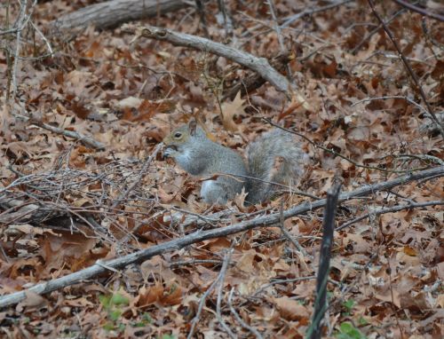 squirrel gray animal