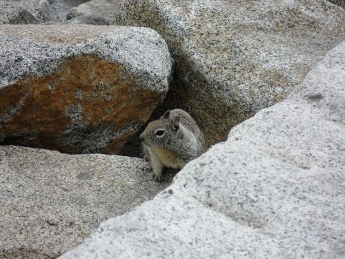 squirrel yosemite national park rock