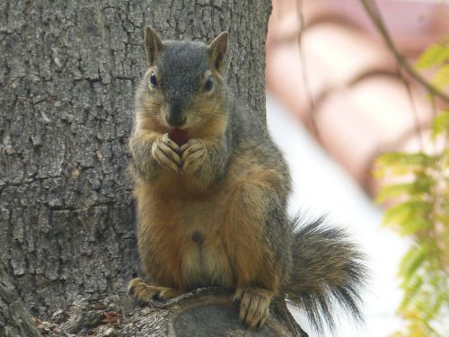 squirrel squirrel eating animal