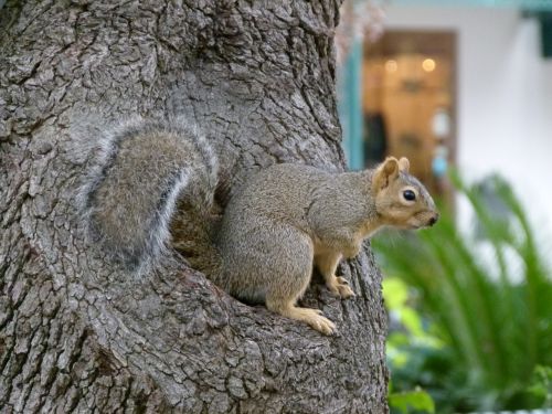 squirrel animal possierlich