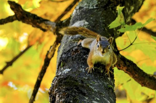 squirrel fall québec