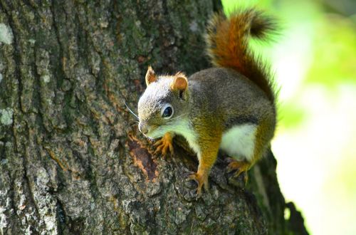 squirrel trunk tree