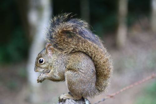 squirrel wood animal