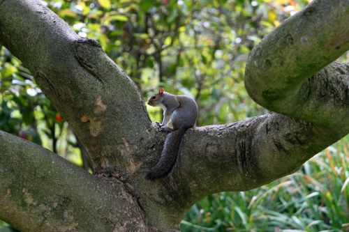 squirrel tree furry