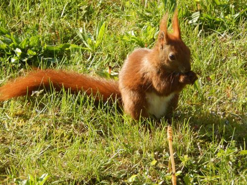 squirrel small animal furry