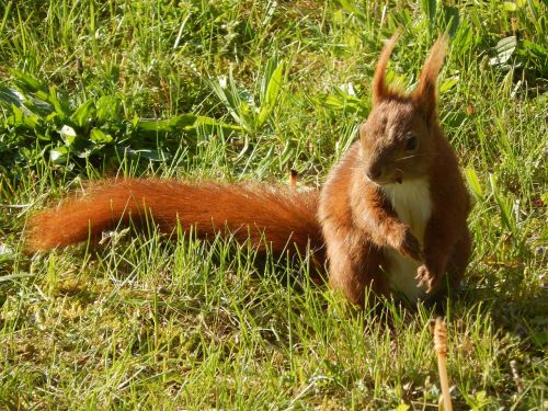 squirrel small animal furry