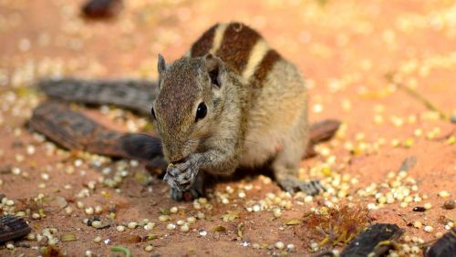 squirrel animal indian animal