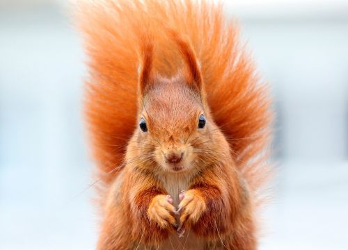 squirrel animals possierlich