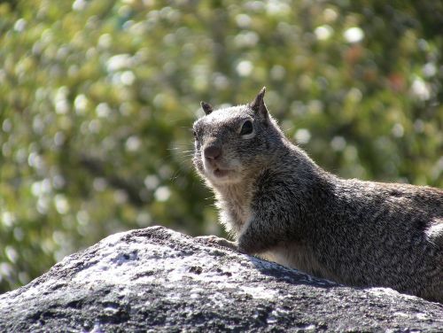 squirrel animal wildlife